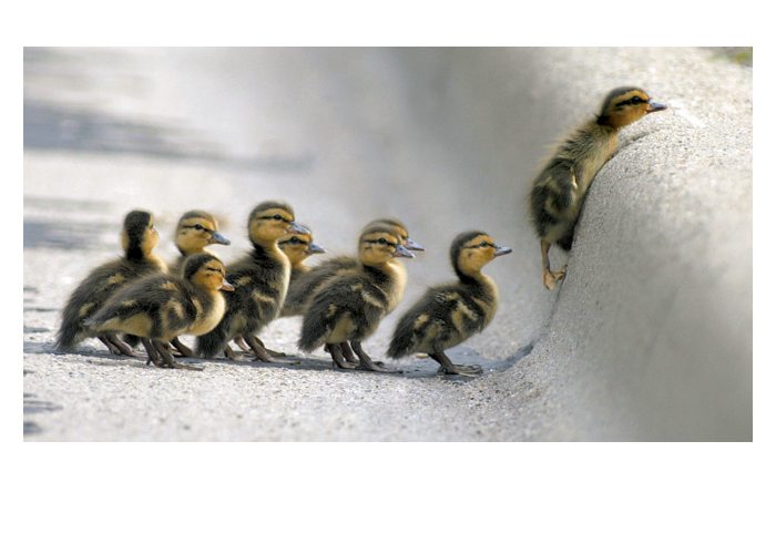 Ducklings Greeting Card
