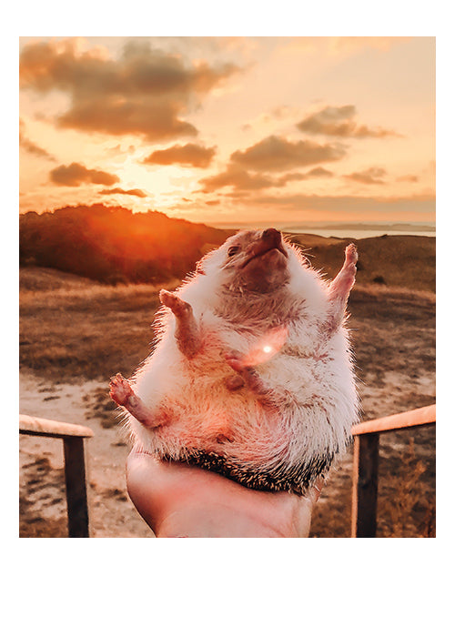 Card Sun Salutation