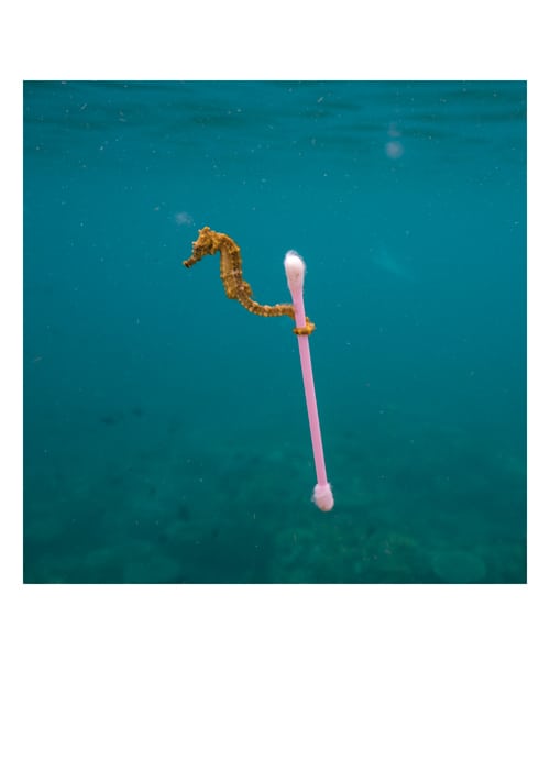 Card Sea horse Q-Tip
