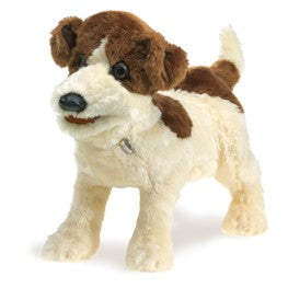 Terrier, Jack Russell