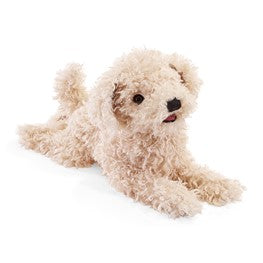 Poodle, White Puppy